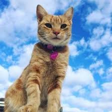 Track Your Cat With Gps